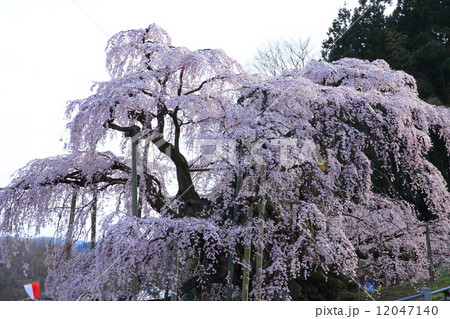 三春滝桜 12047140