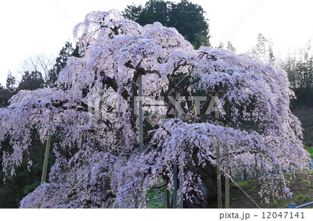 三春滝桜 12047141
