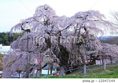 三春滝桜 12047144