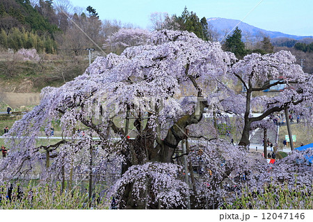 三春滝桜 12047146