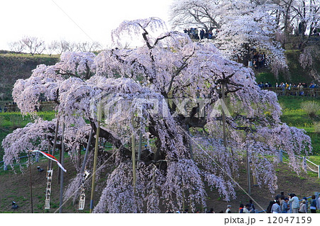 三春滝桜 12047159
