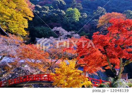 紅葉 12048139