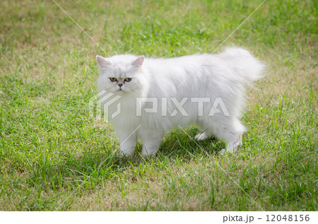 White persian cat walking 12048156