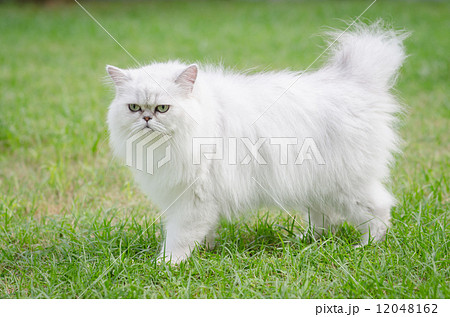 White persian cat walking White persian cat walking 12048162