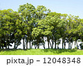 並木 12048348