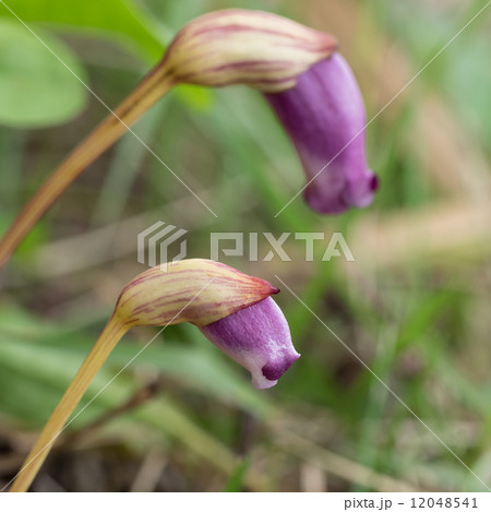 寄生植物のナンバンギセル 寄生植物のナンバンギセル 12048541