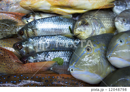 assortment of fishes 12048798