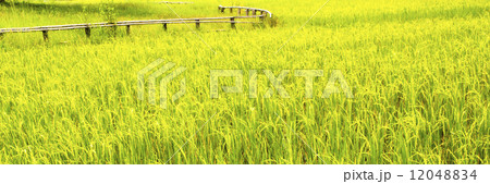 Paddy Field 12048834