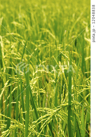 Paddy Field Paddy Field 12048838