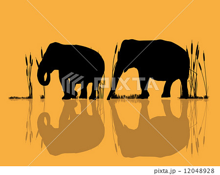 Elephants in the water Elephants in the water 12048928