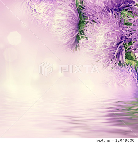 Aster flowers 12049000