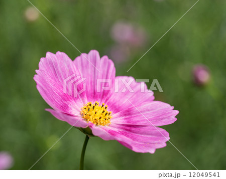 可愛い桃色のコスモス 12049541