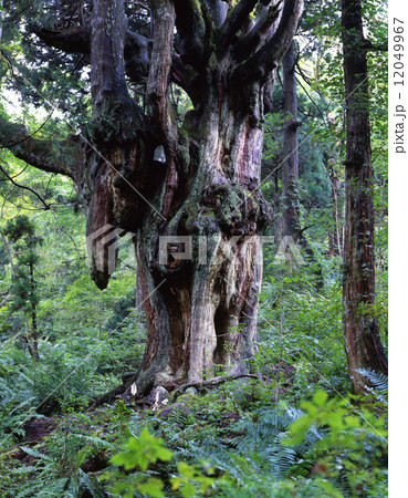 岩倉の乳房杉 岩倉の乳房杉 12049967