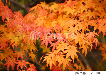秋の紅葉で感じる四季 秋の紅葉で感じる四季 12050019