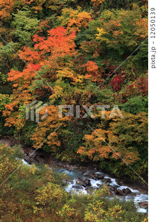 紅葉の大田切渓谷 紅葉の大田切渓谷 12050139