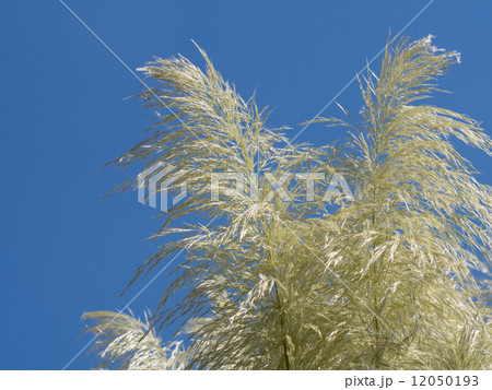 青空とパンパスグラス 12050193