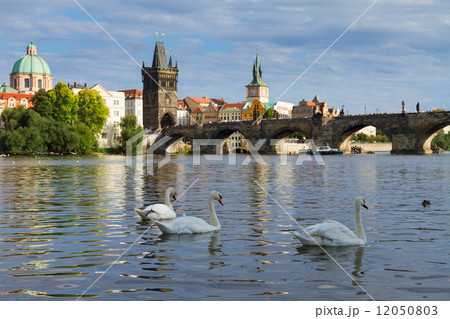 Swans with background of Charles bridge Swans with background of Charles bridge 12050803