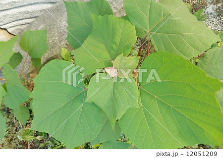 あかめがしわの葉シリーズ　ハイアングル 12051209