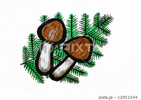 マツタケ マツタケ 12051544