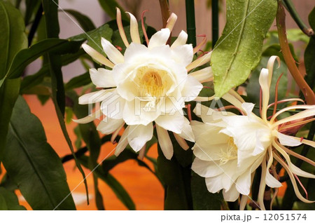 月下美人の花 12051574