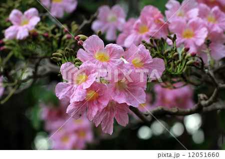 pink trumpet tree 12051660