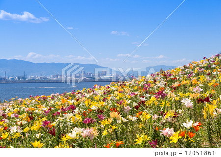 ゆり園と対岸の工業地帯 12051861