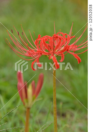 八王子に彼岸花の花が咲いたよ 12052038
