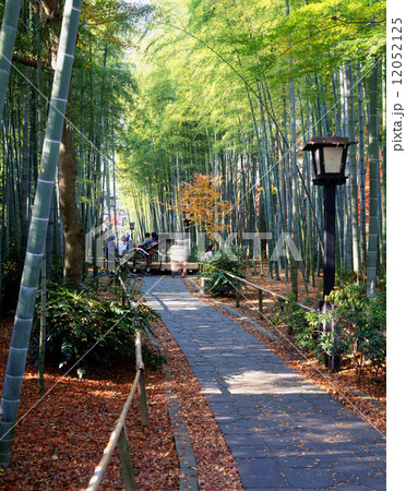 修善寺　竹林の小道 12052125