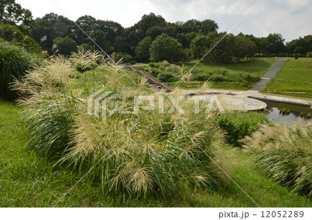 八王子市　長池公園の９月は 12052289