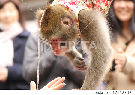 猿の写真素材 [12052342] - PIXTA