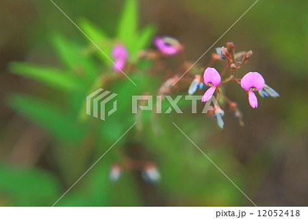 アレチヌスビトハギの花 アレチヌスビトハギの花 12052418