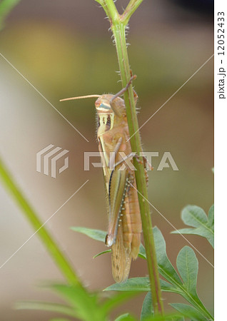 バツタ発見　八王子市 12052433