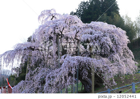 三春の滝桜 三春の滝桜 12052441