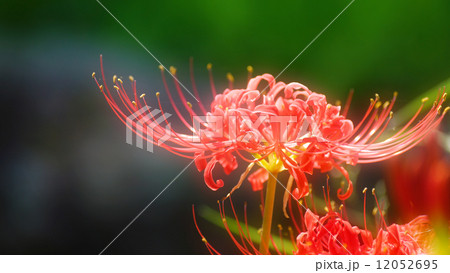 曼珠沙華 12052695