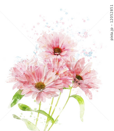 Watercolor Image Of Chrysanthemum Watercolor Image Of Chrysanthemum 12052851