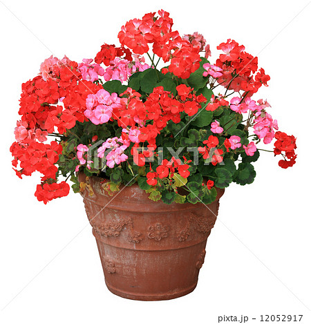 鉢植えゼラニューム 12052917