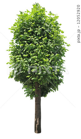 ユリノキ樹木 ユリノキ樹木 12052920