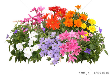 寄せ植えの花 12053030
