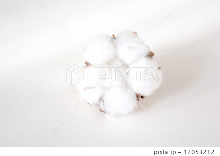 コットンフラワー 12053212