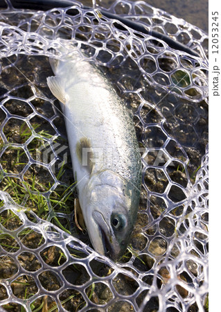 サクラマス サクラマス 12053245