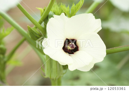 オクラの花 12053361
