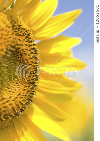 ヒマワリの花 12053501
