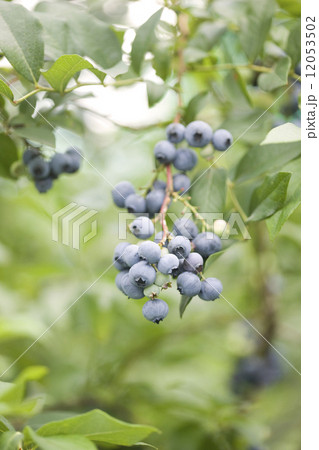 ブルーベリー畑 12053502
