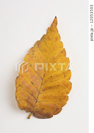 黄葉したケヤキの葉 12053503