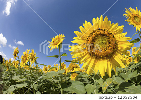 夏空とヒマワリ畑 12053504