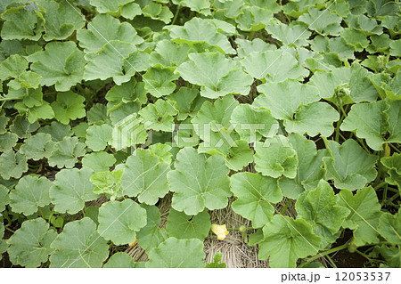 カボチャ畑 12053537