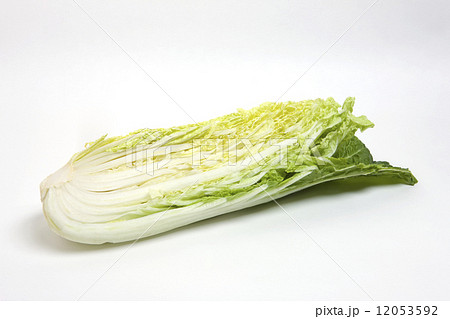 ハクサイ 12053592