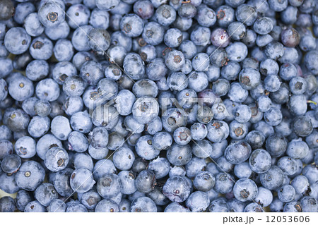収穫したブルーベリー 12053606