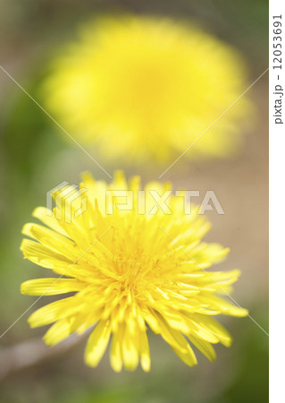 タンポポの花 タンポポの花 12053691