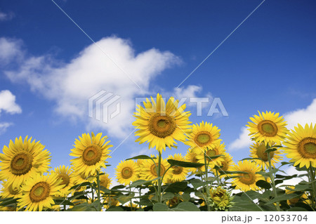 夏空とヒマワリ畑 12053704